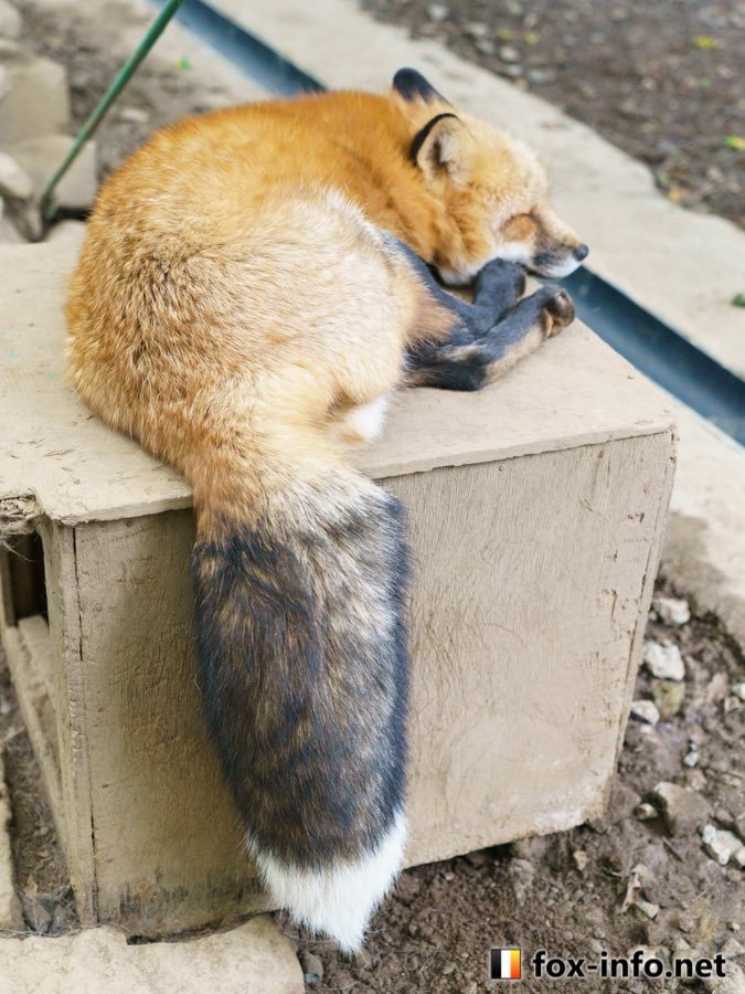 狐狸 尾巴它有单独的想法©️fox_info_net 