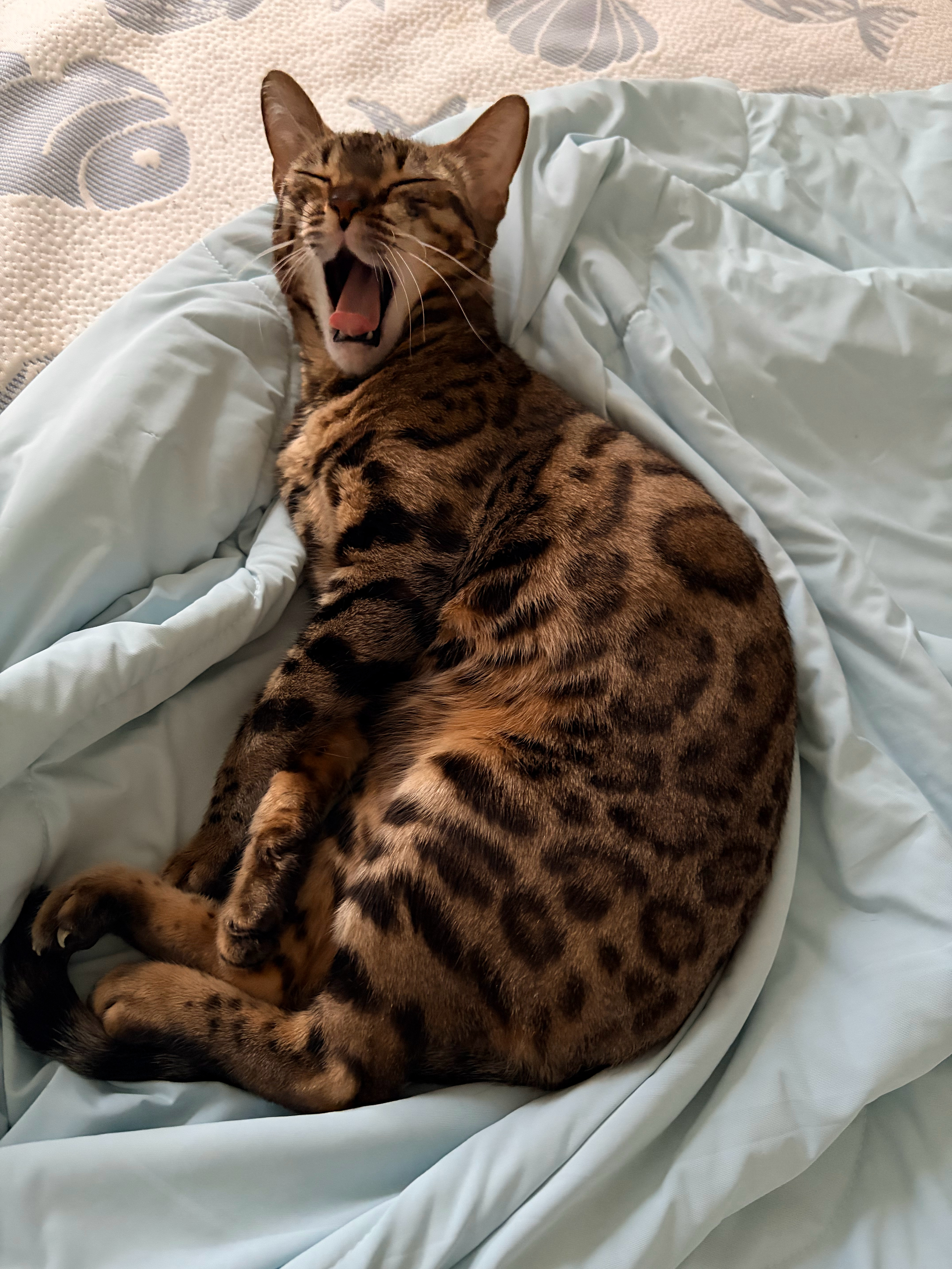 陪睡小猫九宫格之 