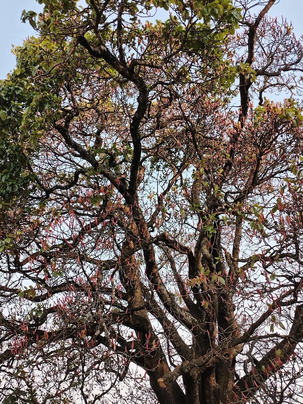 忙来藏深山
​耳畔飘鸟语
​茶王欲吐绿
​闲坐话沧桑
这里干净
每一次呼吸都来自