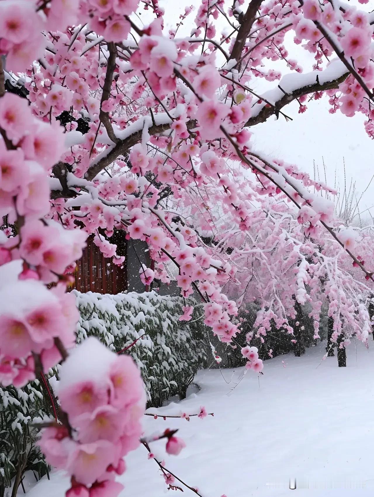 下句：大雪纷飞迎新春