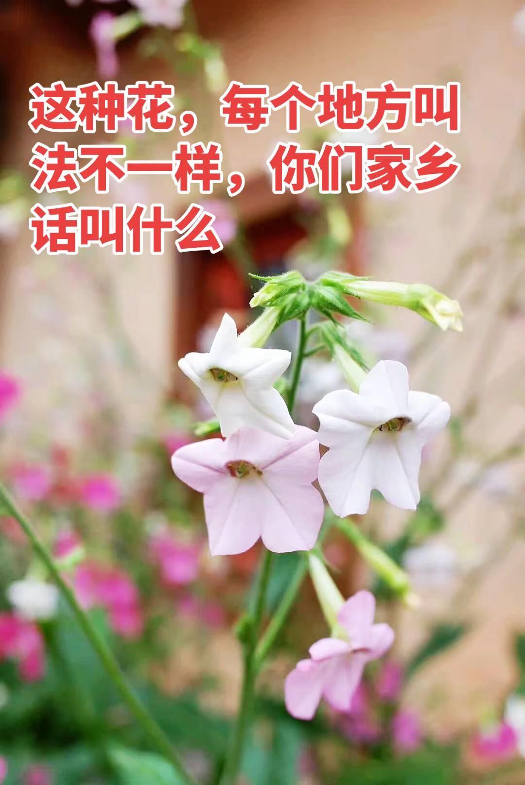 这种花用你们家乡话怎么说？遇到喜欢的风景一定要记录下来二创激励计划 热门