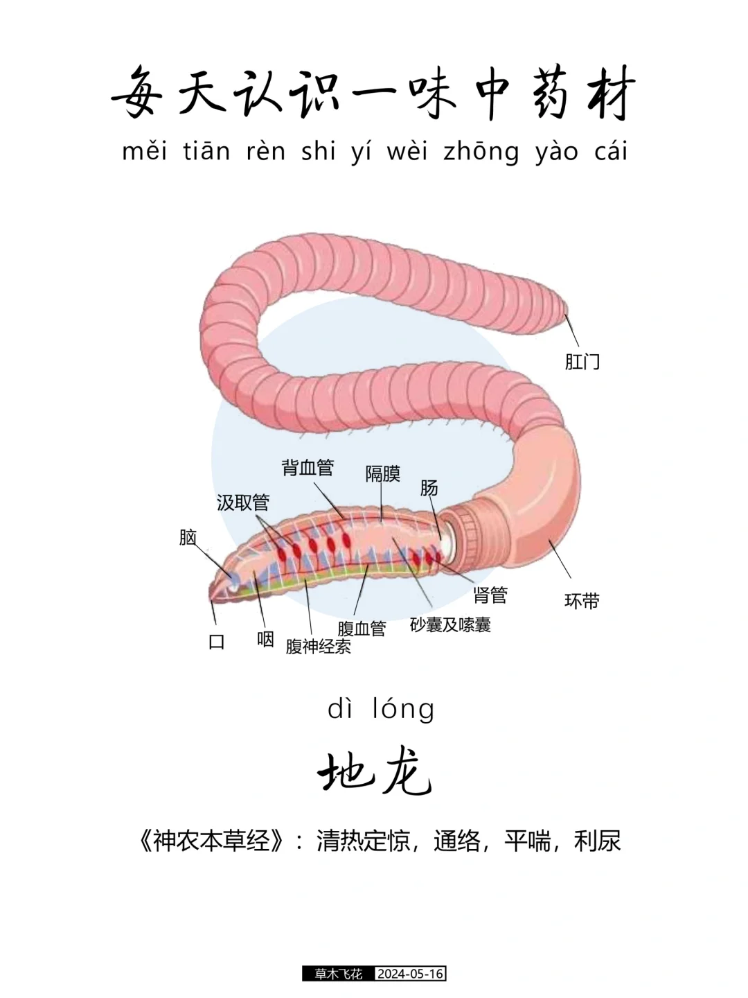 每天认识一味中药材-地龙🍀