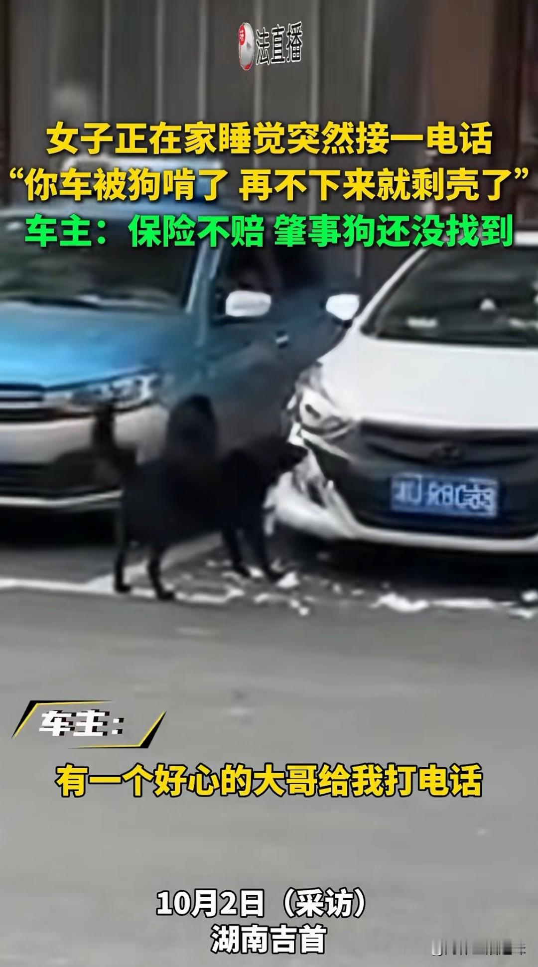 “你的车被狗啃了，再不下来就剩壳了”湖南吉首一位女车主，在家睡觉接到电话说自家的
