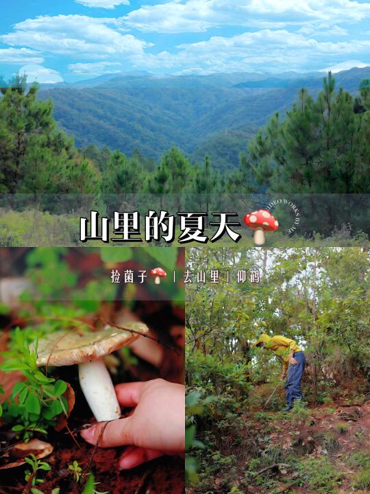 山里的夏日·云南人的捡菌日常～