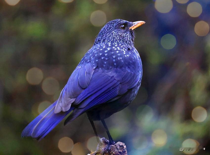 紫啸鸫的新年期待与祝福！
2026来了！紫啸鸫也充满了期待。
愿所有的梦想都成真