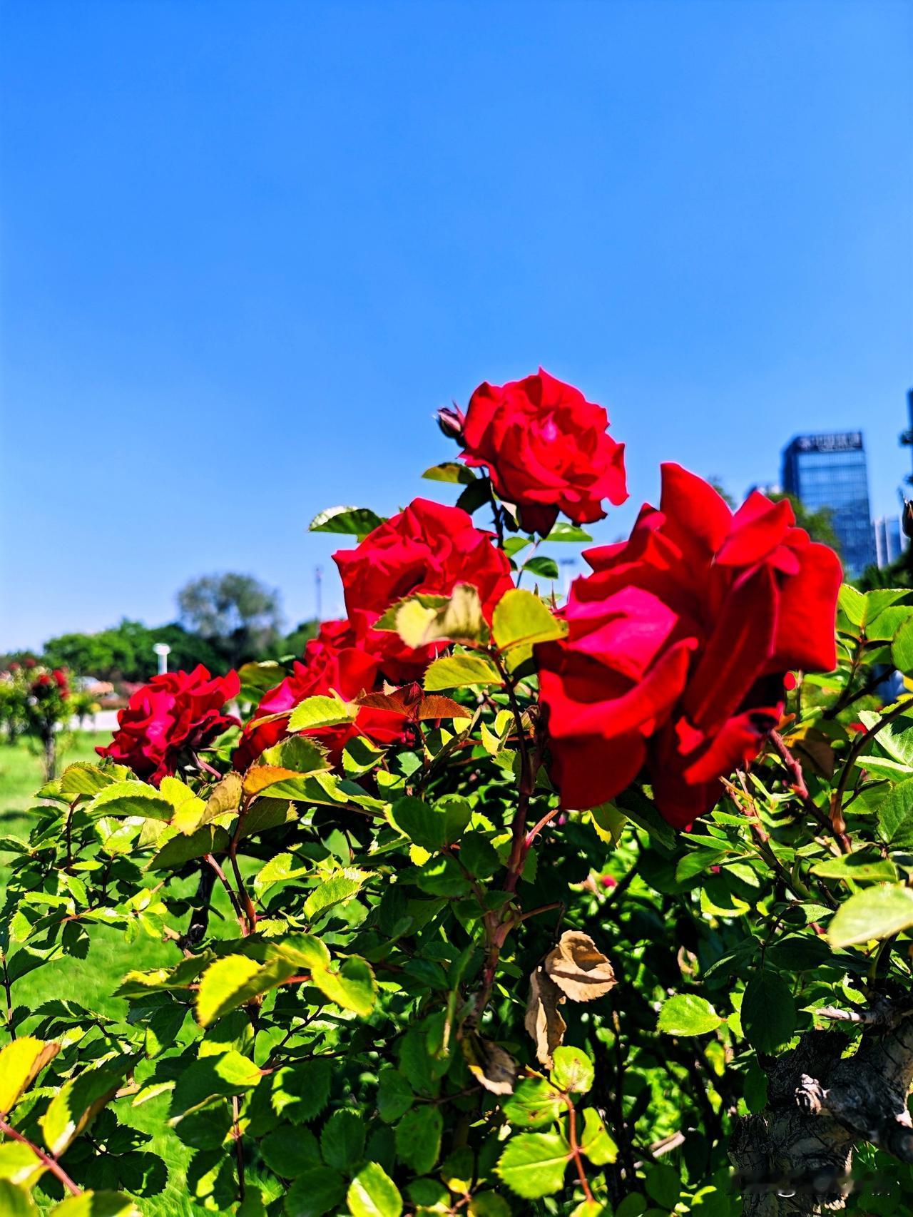 阳光下的红月季，绽放出浪漫与生机！🌹🌞
