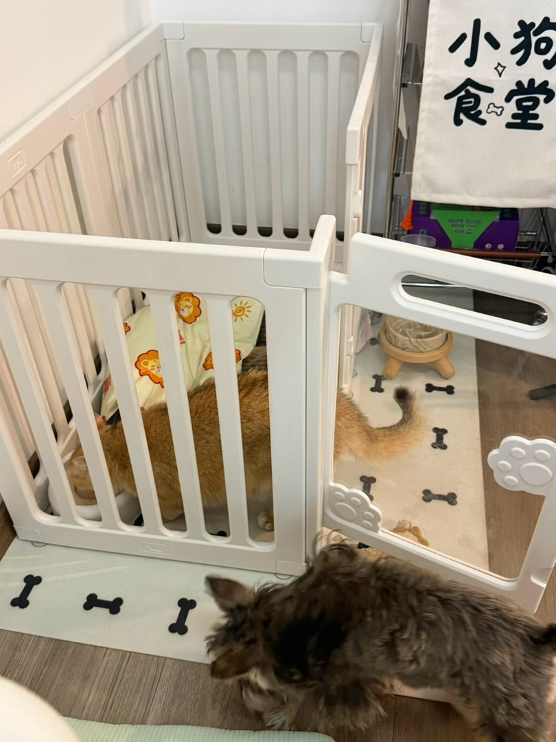 我没有弃养面条啊！！面条和年糕都在家里！只是面条这个小孩比较高冷 平时不爱找我玩