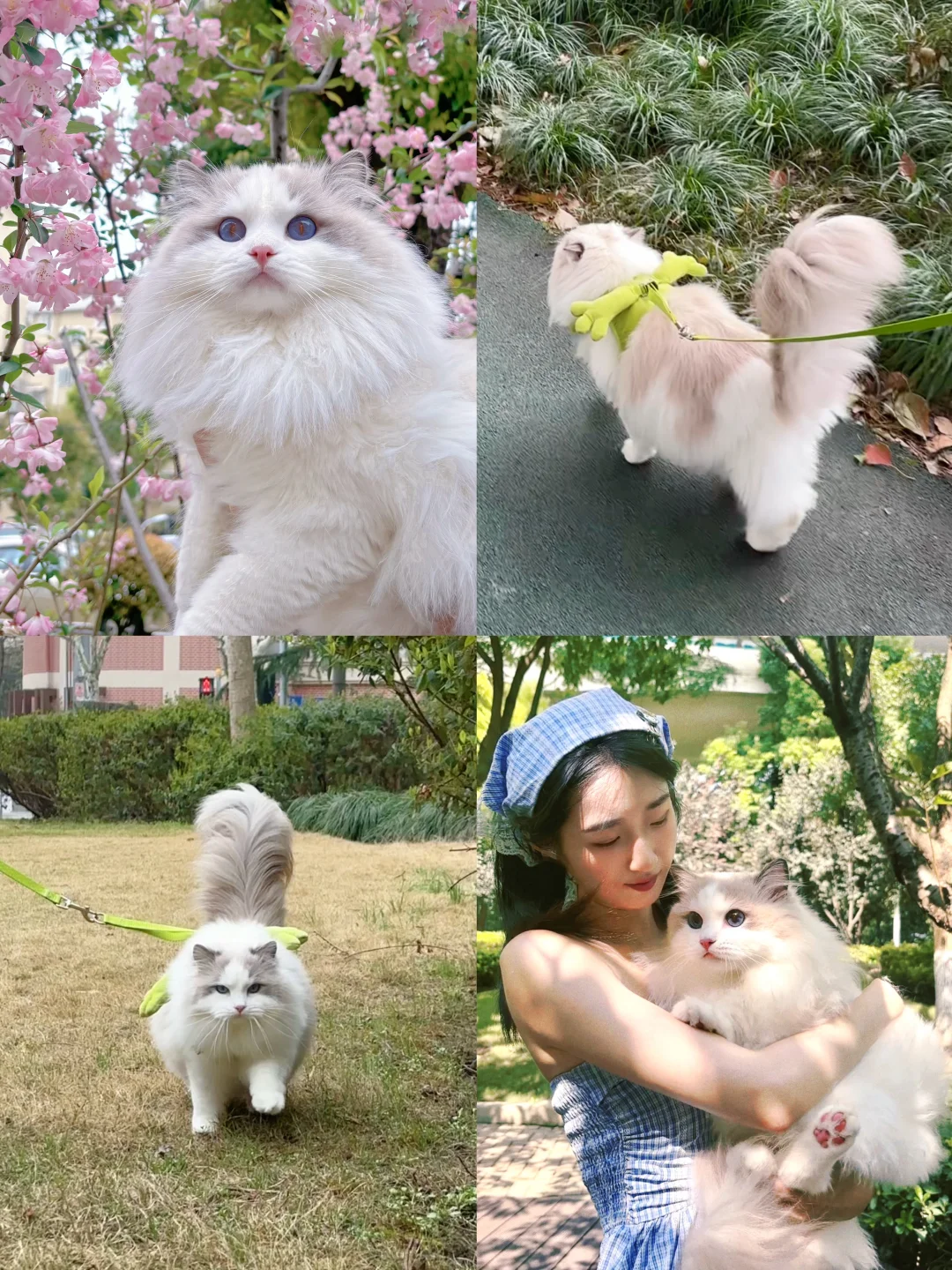 有没有同款一年四季，不着家的猫…