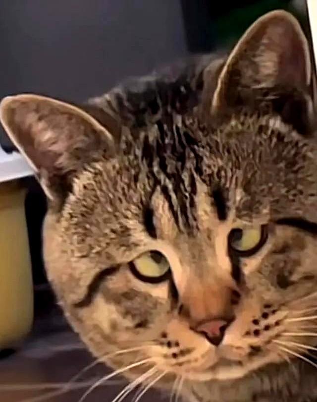 相亲现场翻车这事不稀奇，邻居给40岁表哥拉来一位30岁带娃寡妇，一个月相处两家都