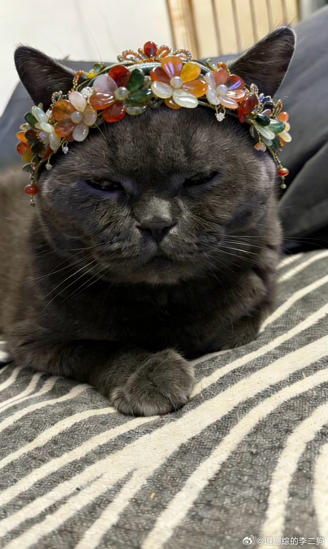 白日提灯贺思慕仿妆 参见灵主大人！ 喵喵…喵喵…喵喵喵～～～ 白日提灯 白日提灯