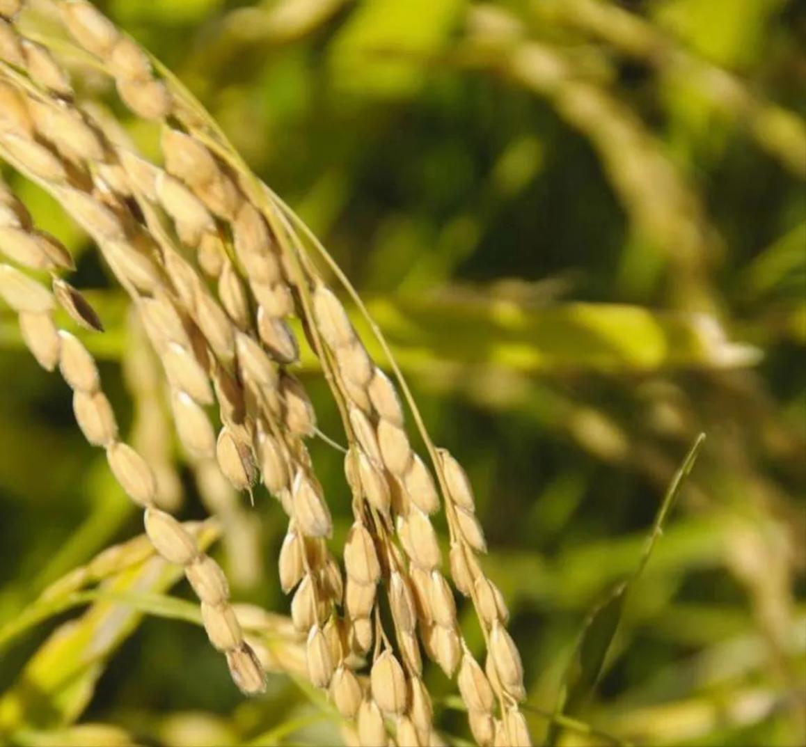 五大常任理事国的粮食自给率情况如下：第一，法国的粮食自给率高达329%，第二，俄