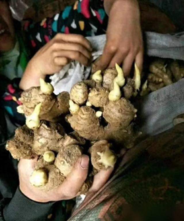 废桶可别扔，拿来种生姜，6个月挖出“一桶姜山”，一年吃不完