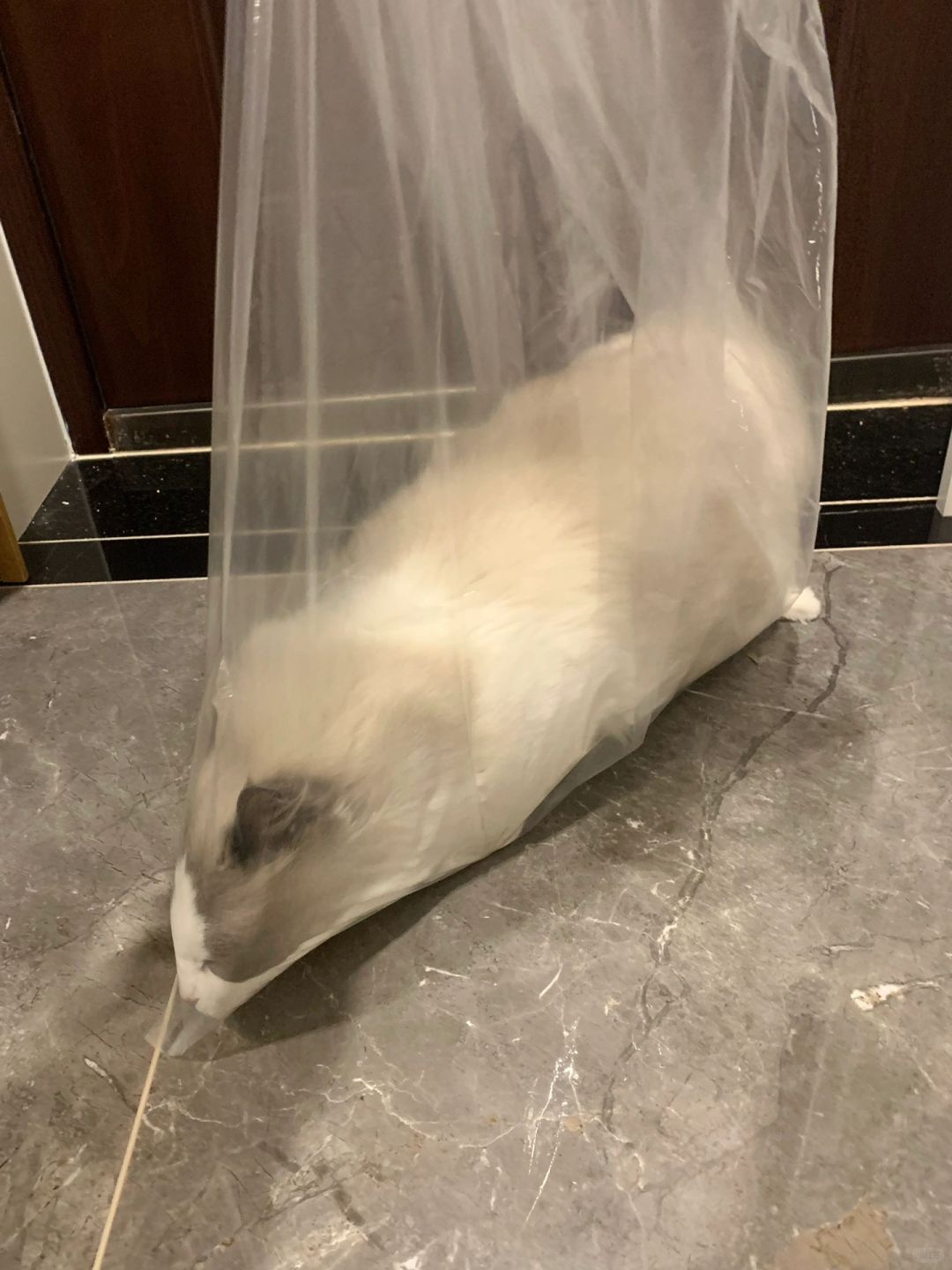 宝宝 你玩塑料袋的样子像大老鼠…