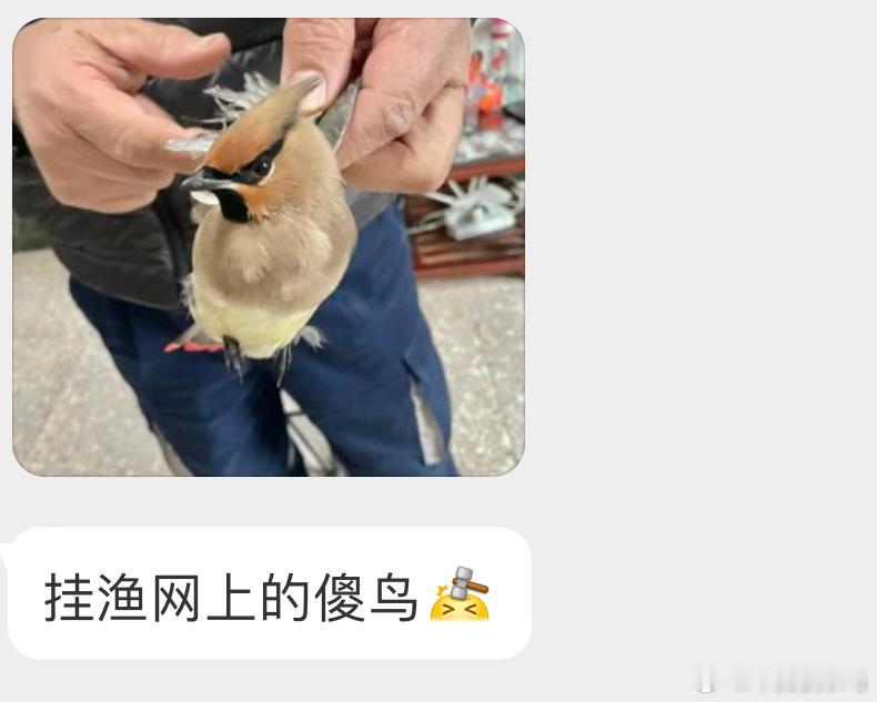挂渔网上的【小太平鸟】娴熟的抓鸡手法会让小鸟感到疼痛😣尽快放飞就好 ​​​