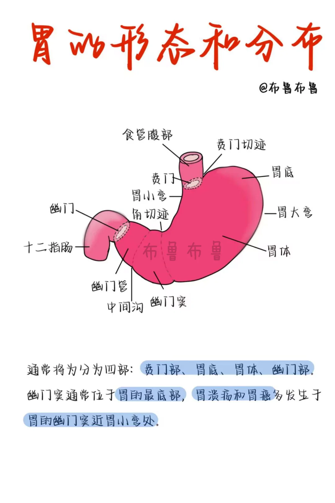 医学生笔记——胃的形态和分布