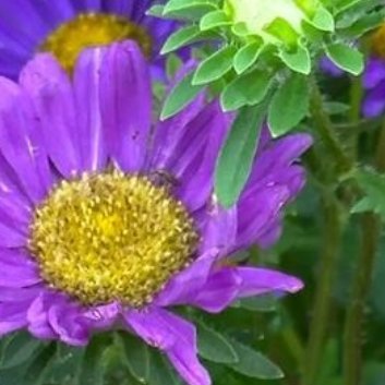 种植 🌹波斯菊种植方法1.选择合适的种植时间：波斯菊喜欢温暖的环境，因此最好在