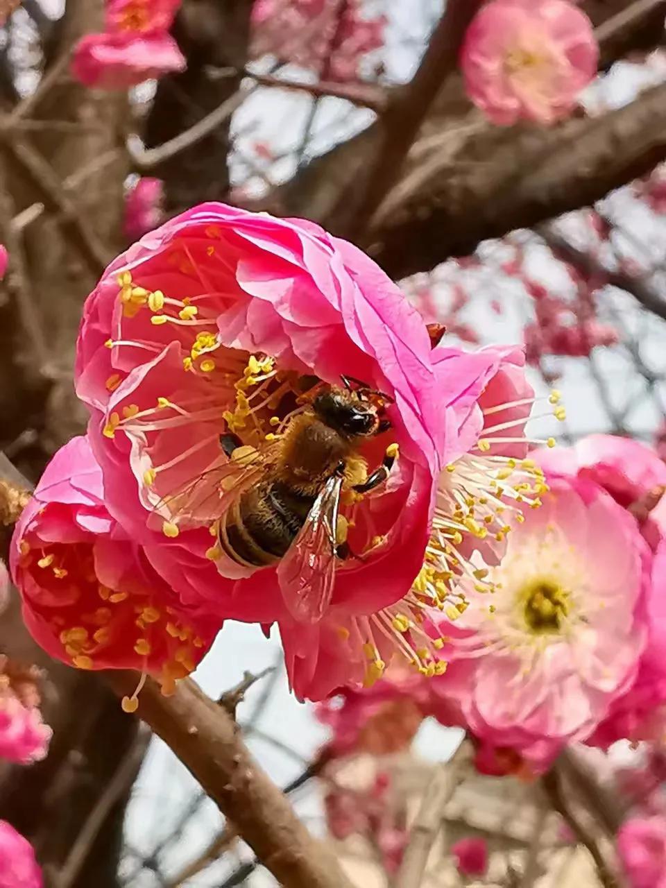 上联：？？？
下联：春暖花开蝶影回。