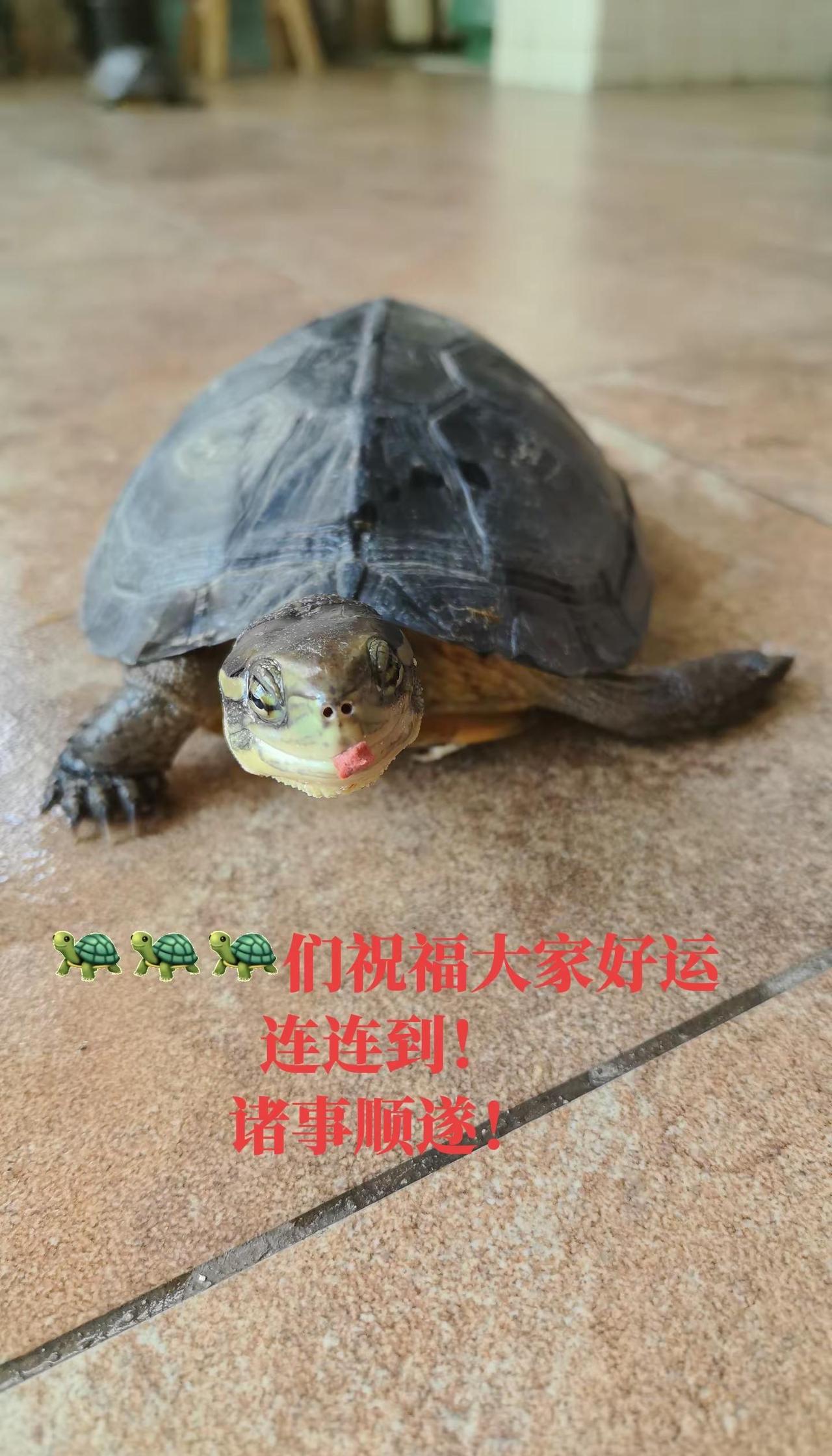 守护🐢🐢🐢们。守护龟龟 龟龟🐢 守护最好的龟龟 龟龟们，愿大家好运连连到