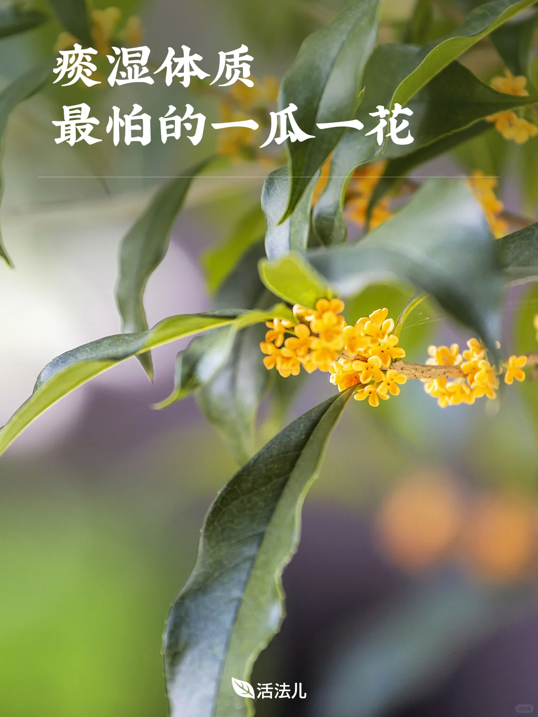 痰湿体质最怕的一瓜一花