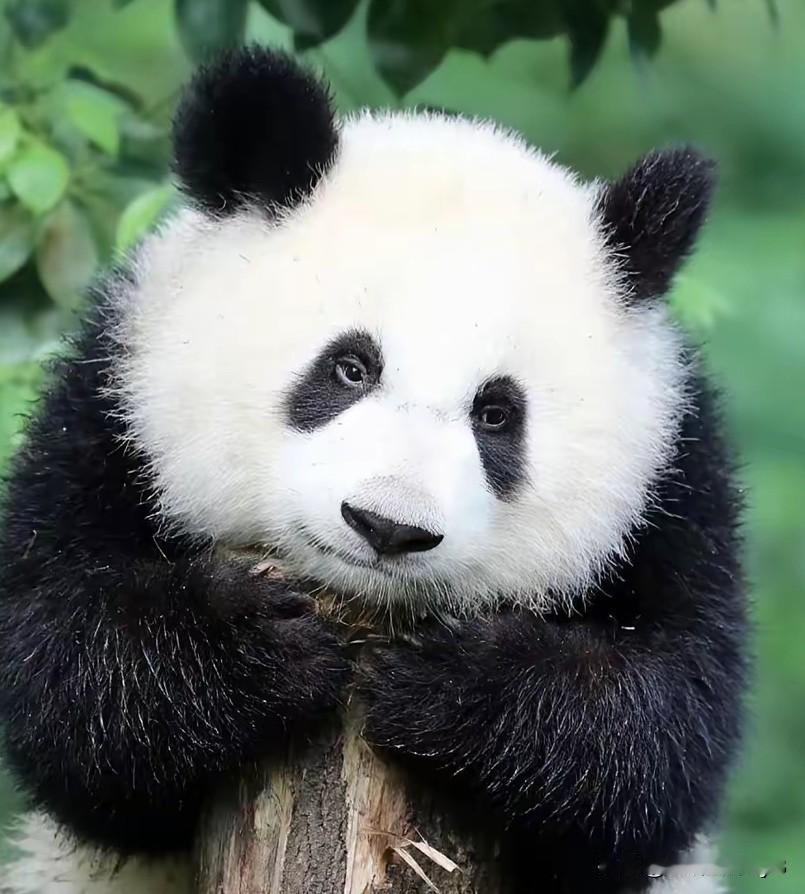 错过了良月的奶团子时期是不是感觉痛失了几个亿？良月真的是等比例长大的美女[爱慕]