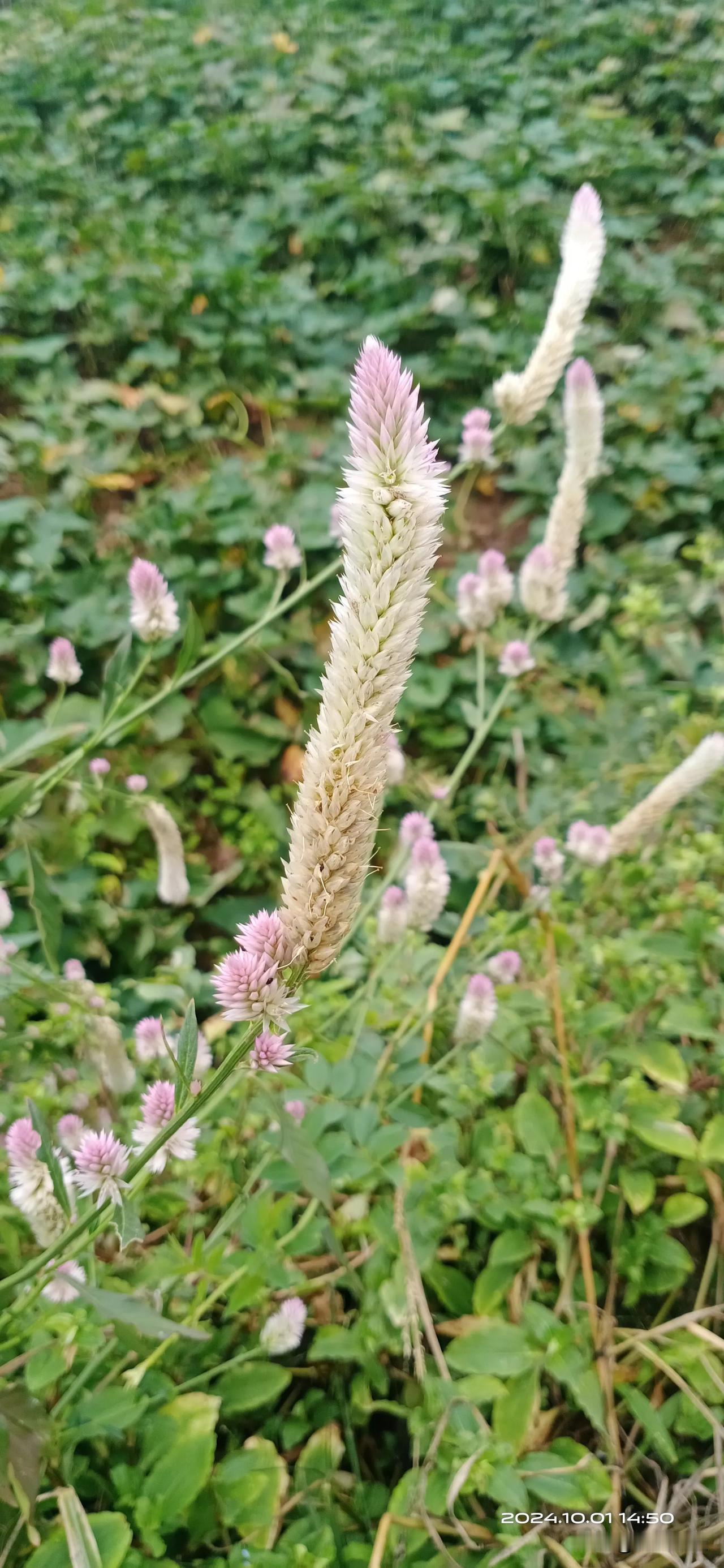 #随手拍下路边野花#路边的野花小草，虽没有盆栽那么娇贵，但它默默无闻的精神，也深