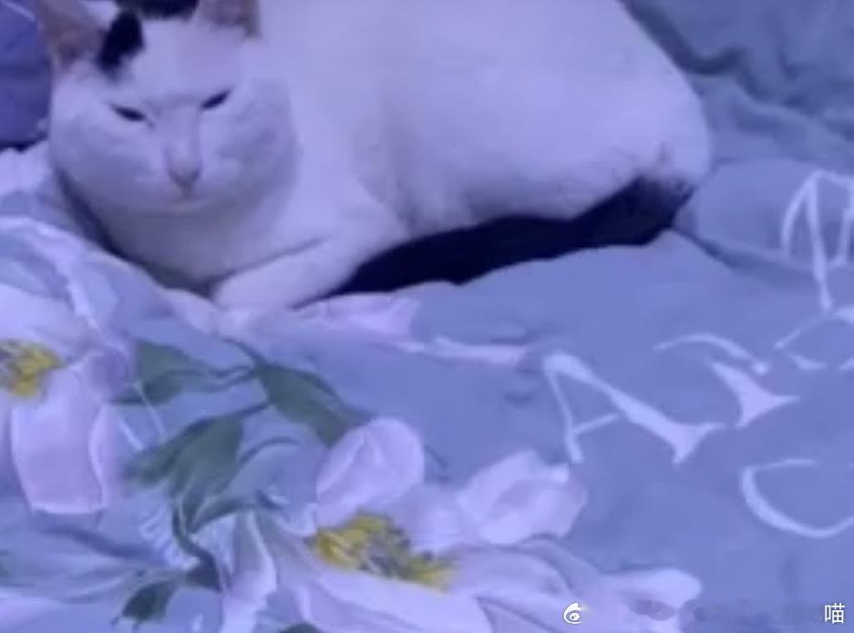 49597【丑猫】好友爱猫，已震撼 