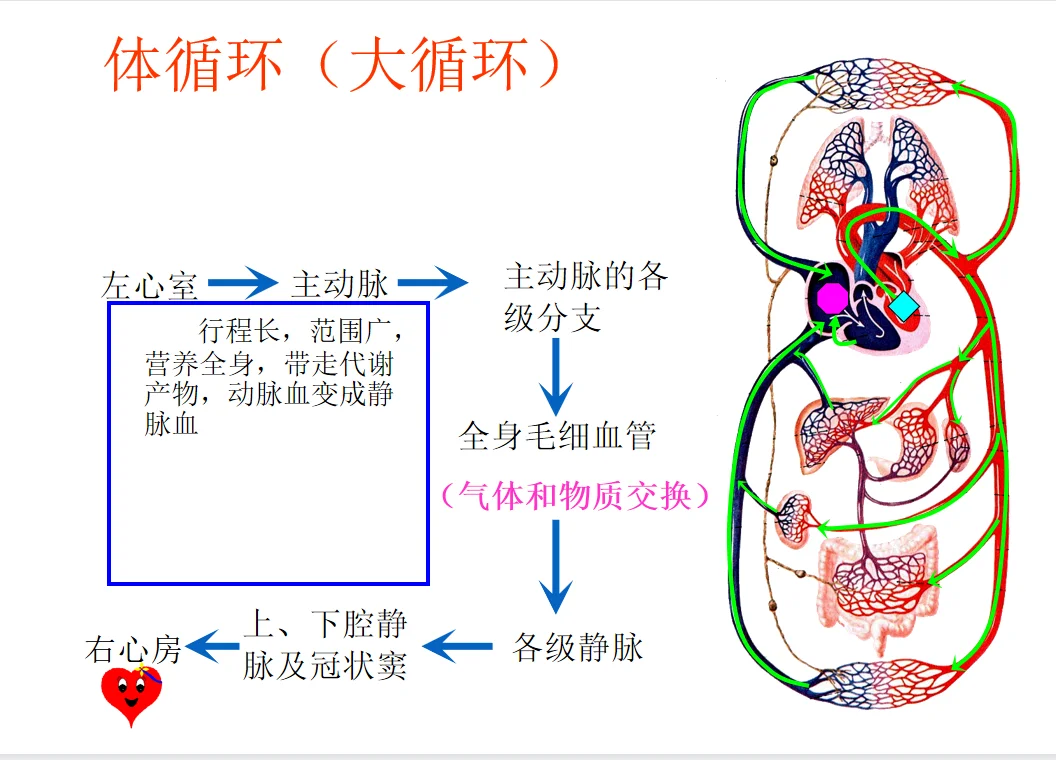 体循环｜肺循环