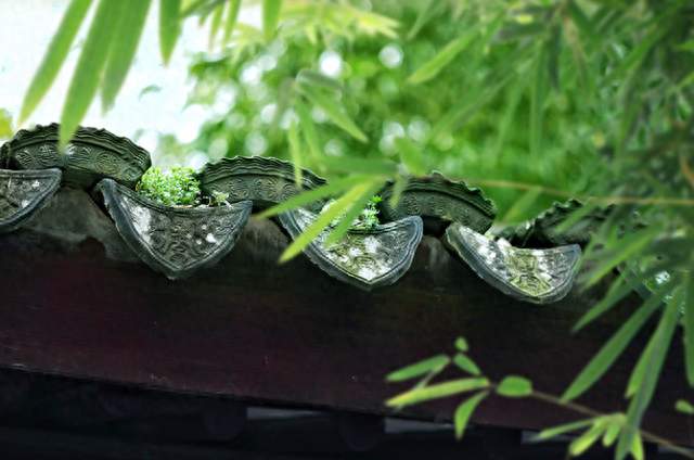 纯天然植物提取物的迈之灵，静脉曲张用药这5点要注意