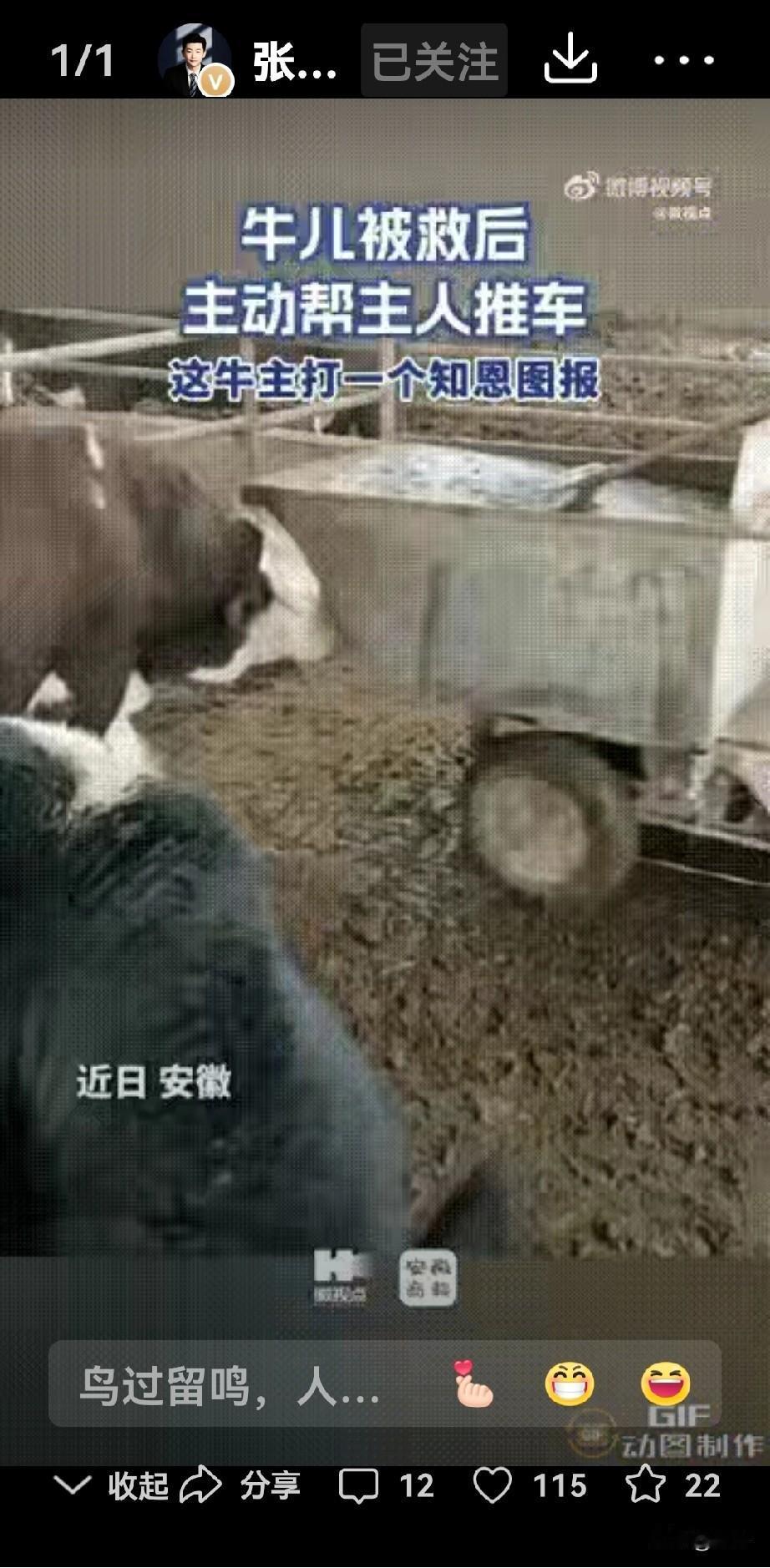 万物有灵：一头懂报恩的牛与人性反思录  

在安徽某养殖场里，有一头特殊的牛成了