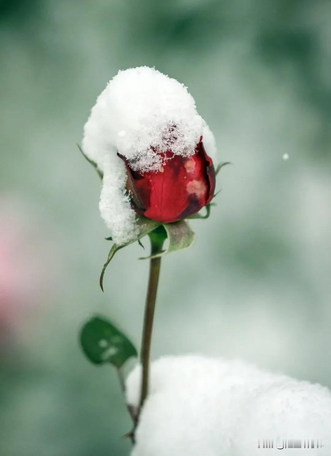 于北疆的皑皑雪疆，
你宛如披甲执锐的娇娘登场。
紧裹的花苞，仿若藏着春日的期望，