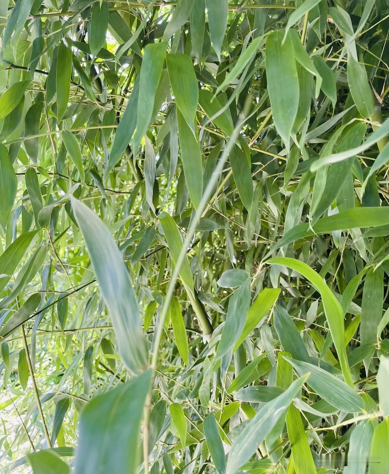 今天天气真好，看到有人摘小区里的竹叶芯，问她干啥用？说夏天煮茶喝，清热解暑，真的