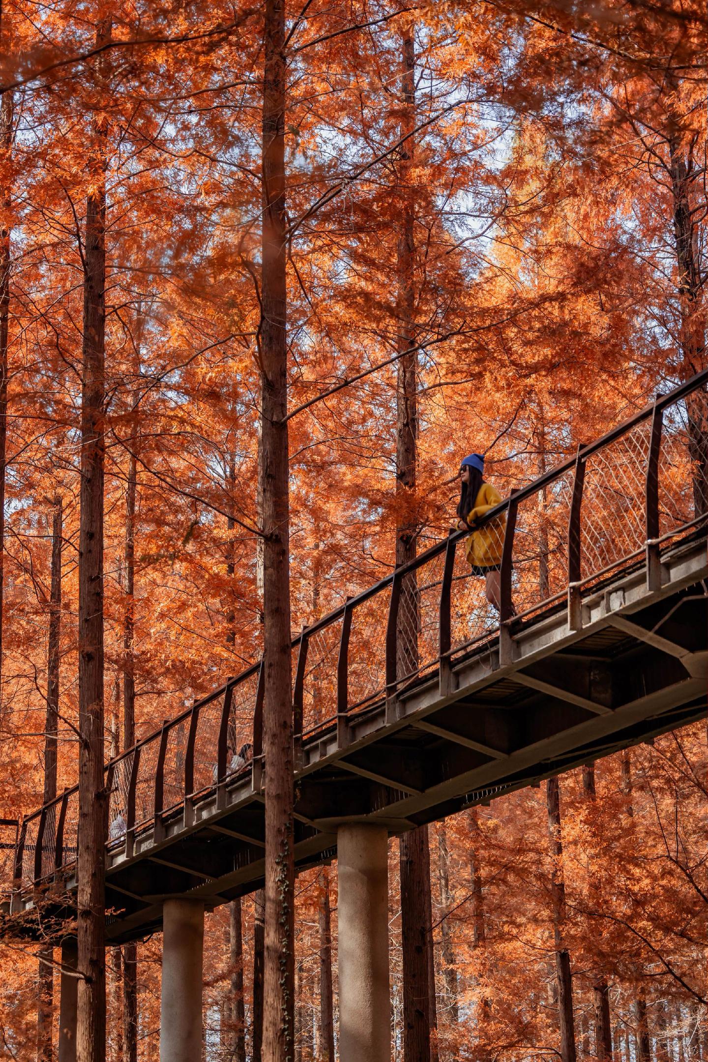水杉红了真的很浪漫 我们什么时候出发。一年只去一次江苏东台的话  请一...