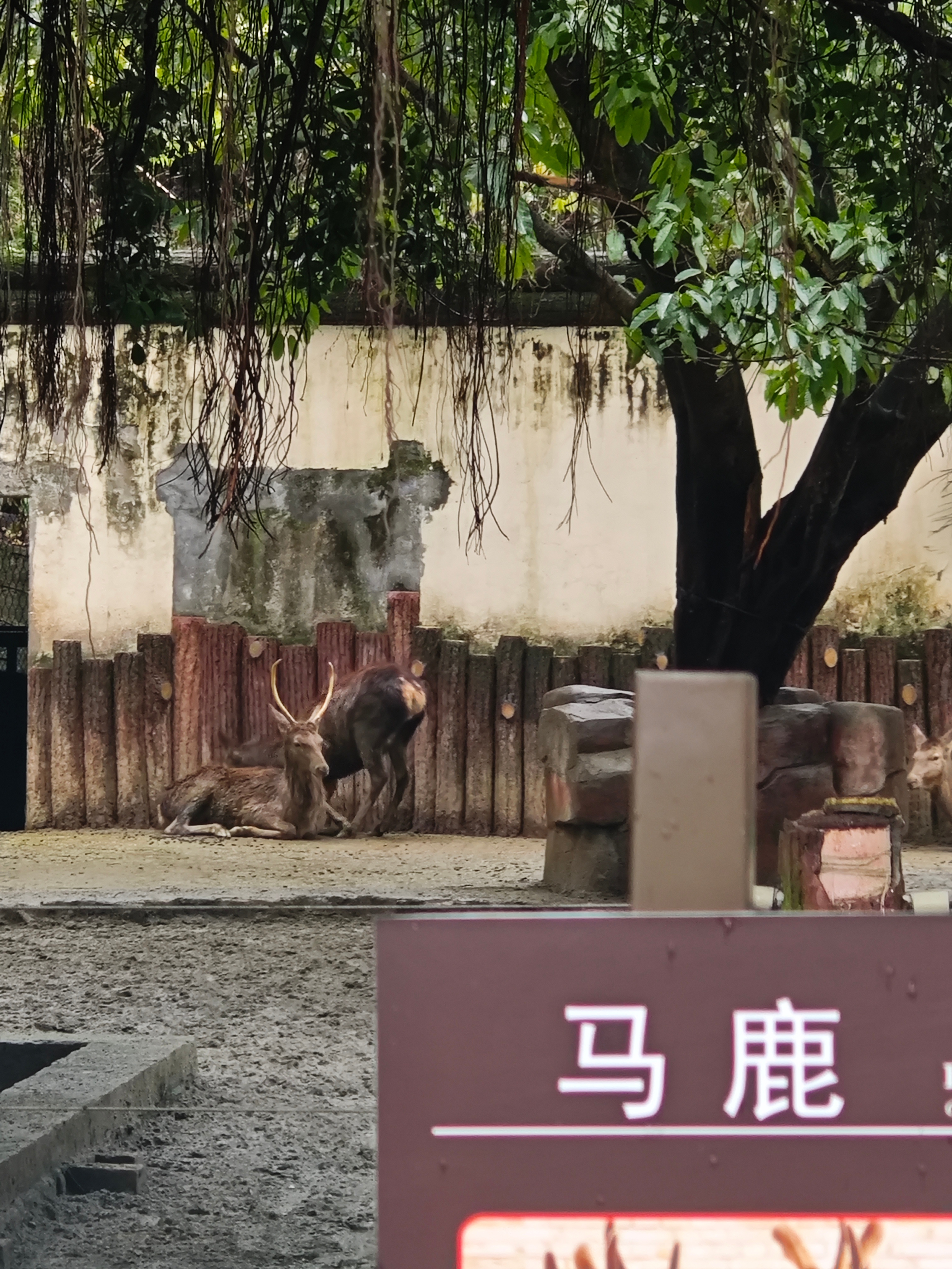 马鹿马[doge][doge] 