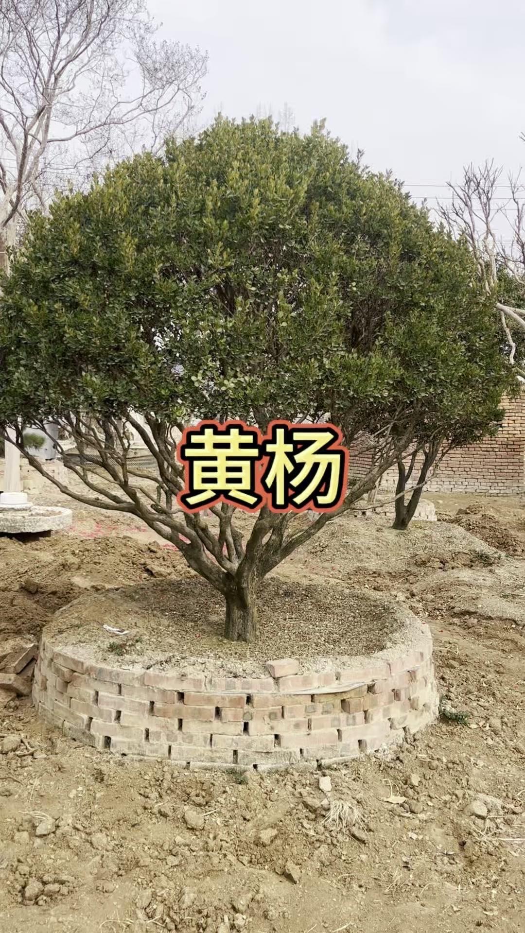 老家院子里的黄杨，从小就看着它长高。春天新叶嫩绿，夏天枝叶繁茂，秋天叶色转黄，冬