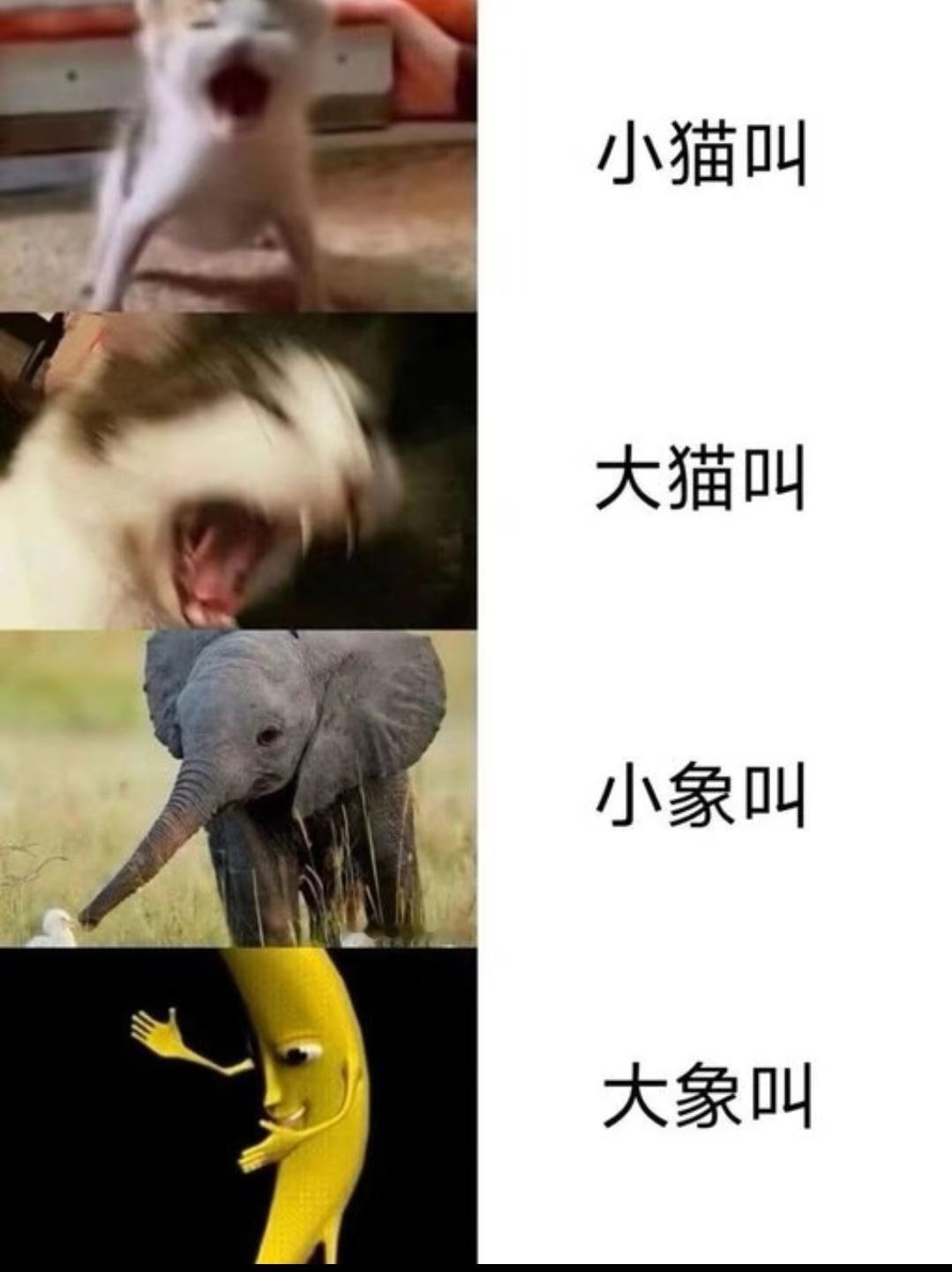 6782大象叫！一条大象叫↗ 