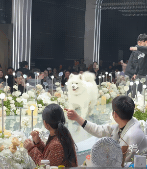 等我儿子结婚的时候，我也要养条这玩意![大笑][赞]