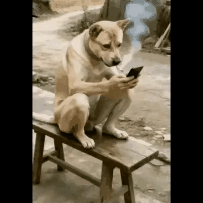 狗哥你是人是鬼
