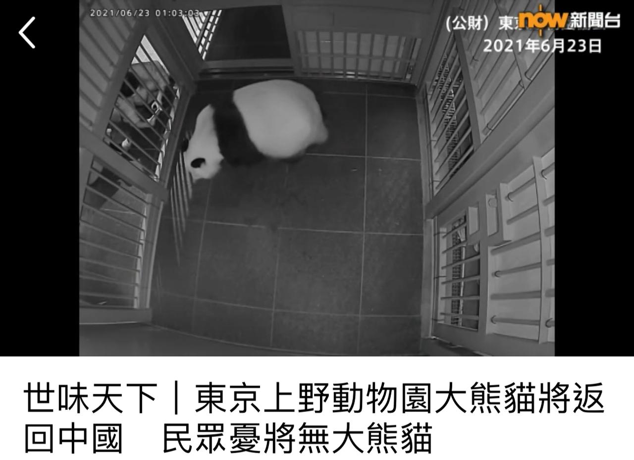 【观世界】【东京上野动物园大熊猫将返回中国 民众忧将无大熊猫】

（熊猫倒数，听
