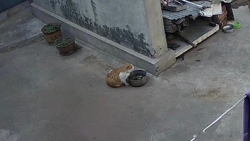 小幸运胖成个猪，一群猫里属它最胖[微笑] 