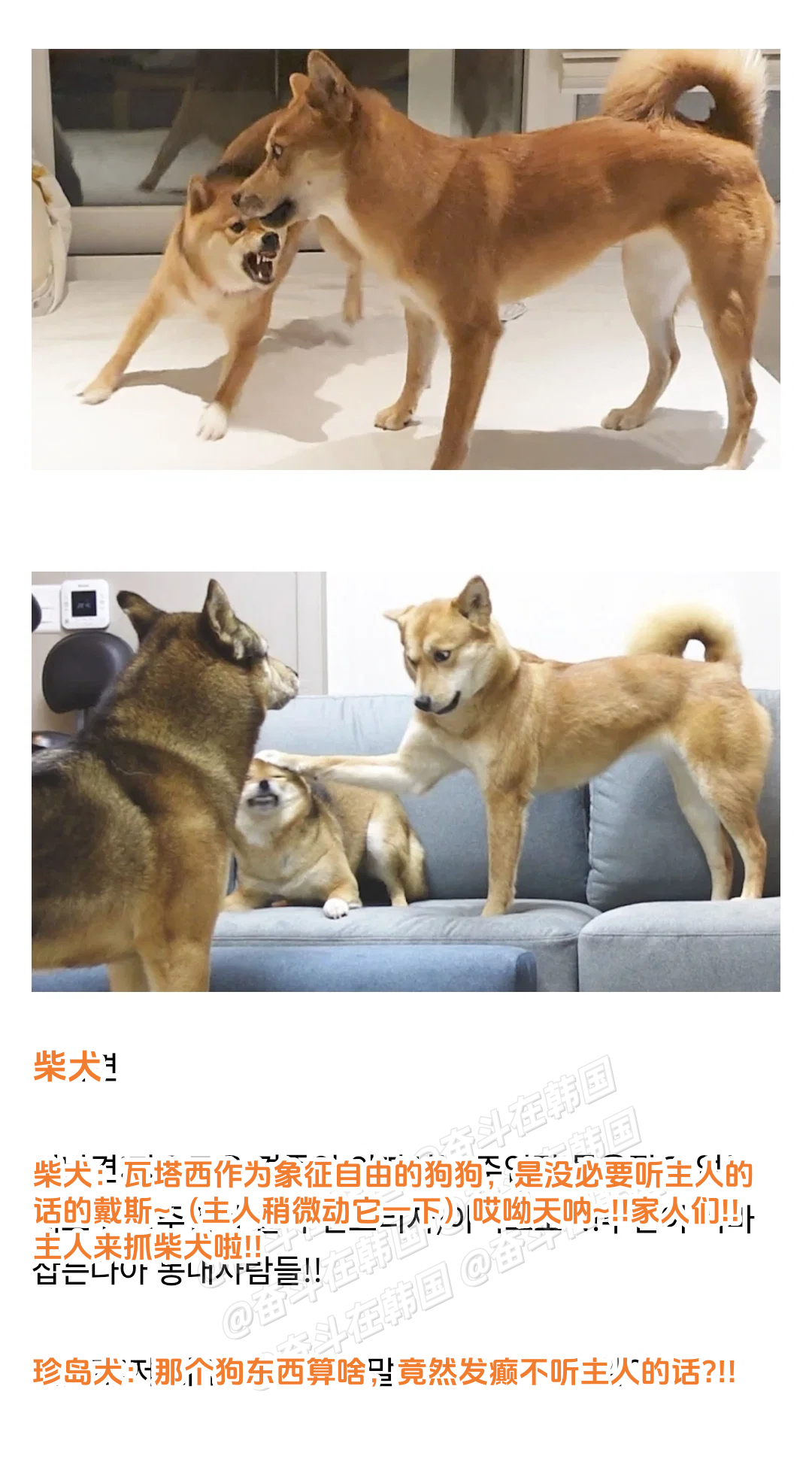 长得相似，但和珍岛犬合不来的犬种：珍岛犬 海外新鲜事 热点现场