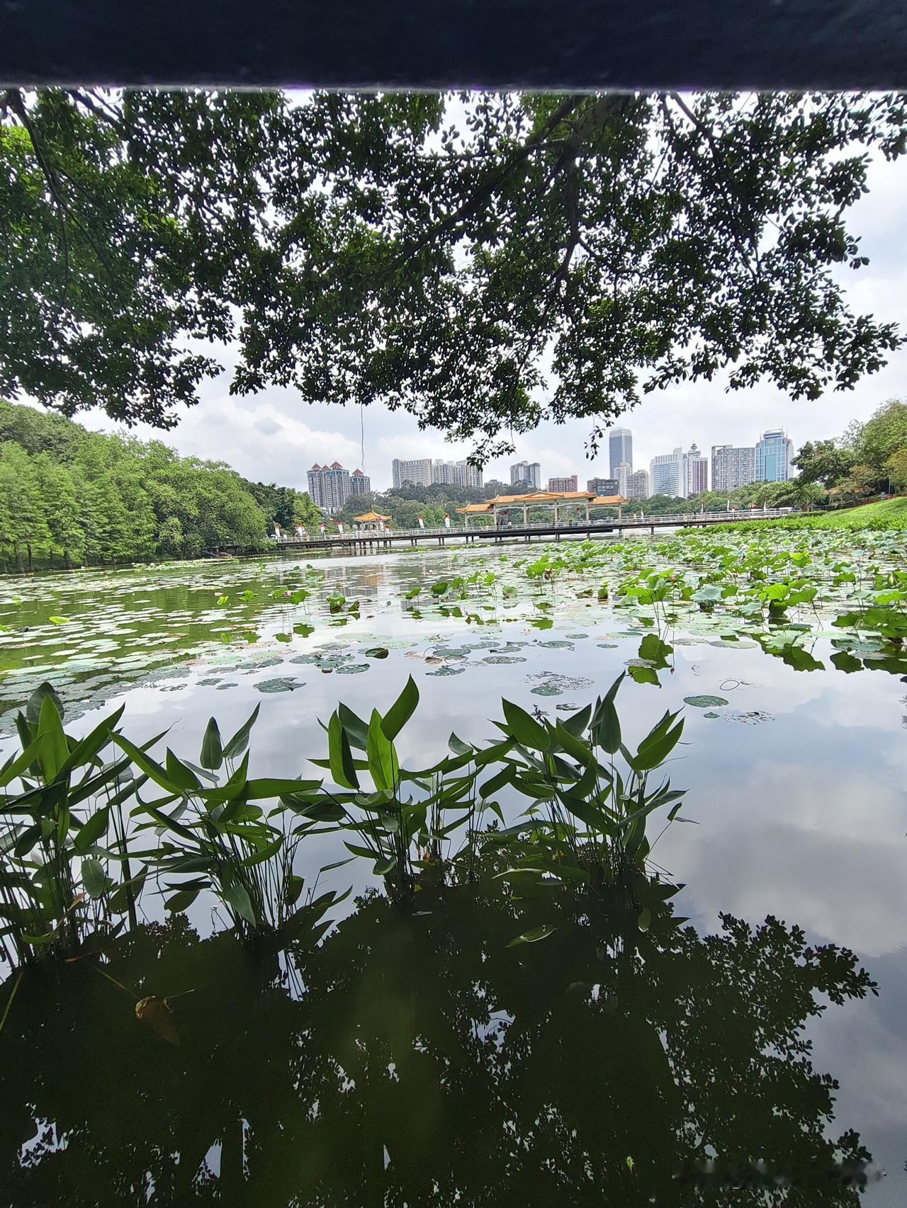 广州麓湖实拍｜倒拿手机拍荷塘，两张照片差距明显，实拍一路太煎熬
 
正午广州烈日