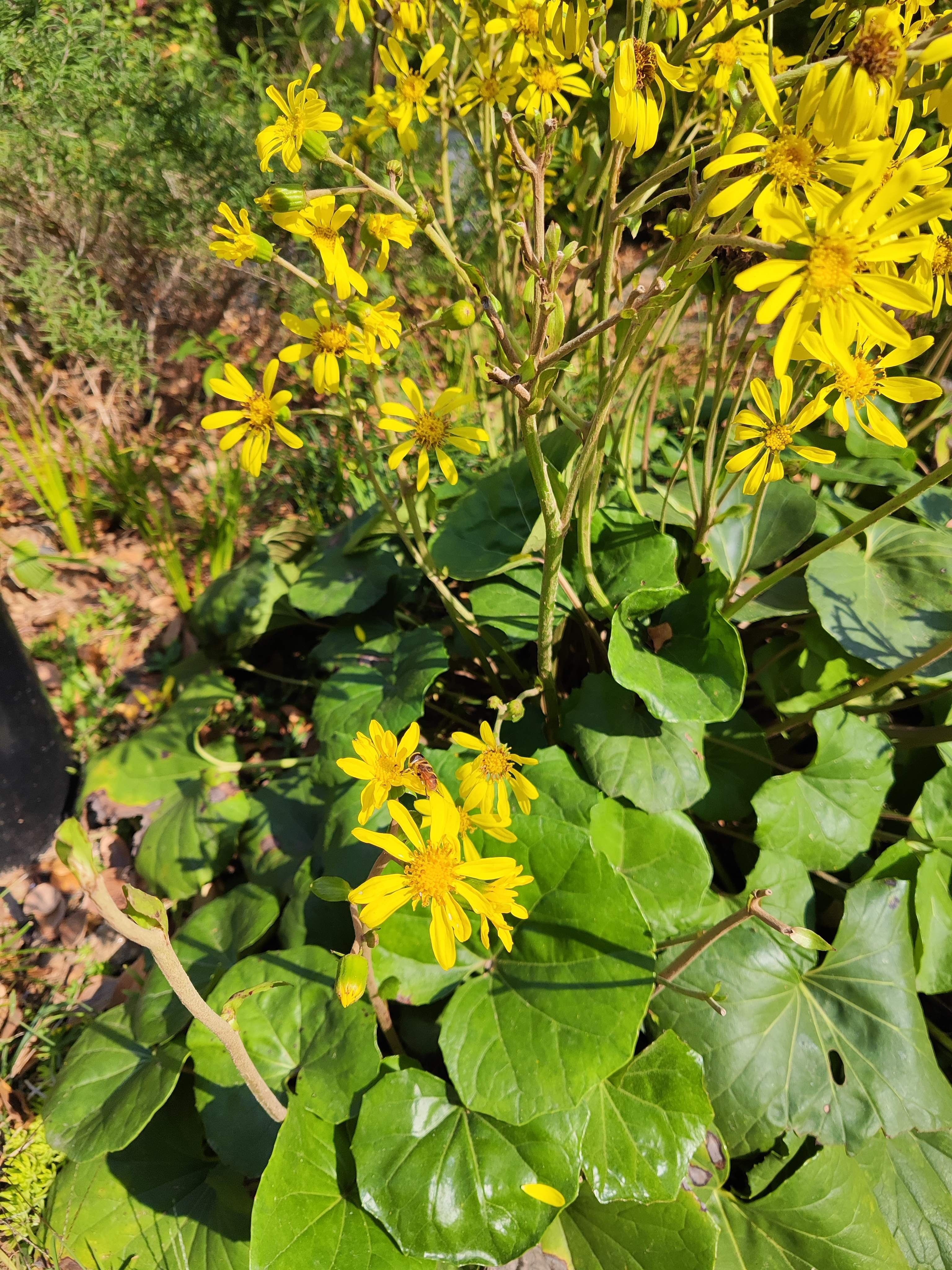 张雪峰今儿霸屏了，确实是做了不少功德无量的事，无论价格，属实是给了一大部分普通人