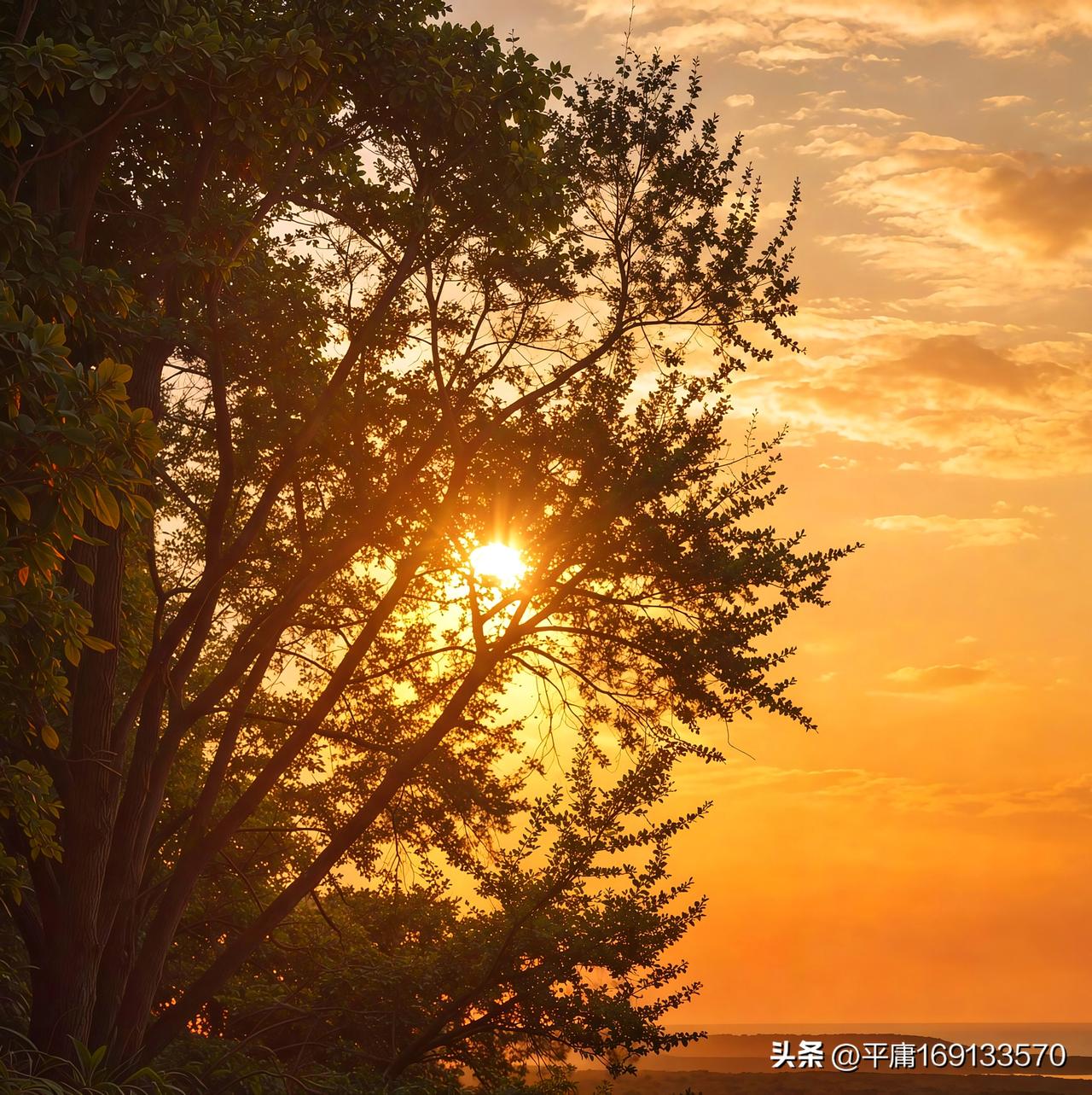 夕阳西下的时候，我总喜欢找个地方静静坐着，享受这树影婆娑的自然之美。
此时，夕阳