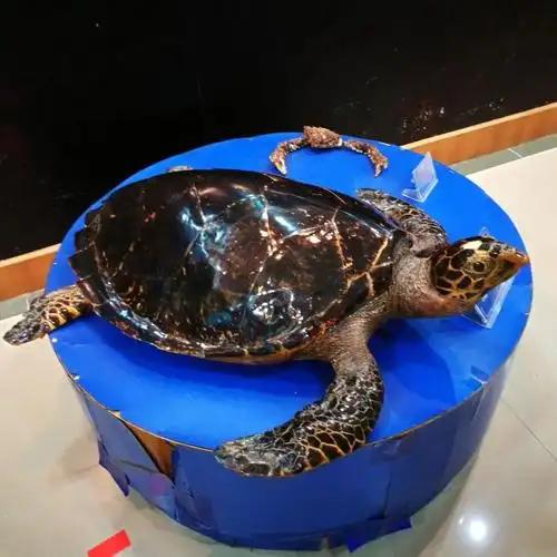 就在这不久，三沙甘泉岛的海浪里，一只玳瑁被废弃渔网死死缠住，瘫在沙滩上动弹不得。