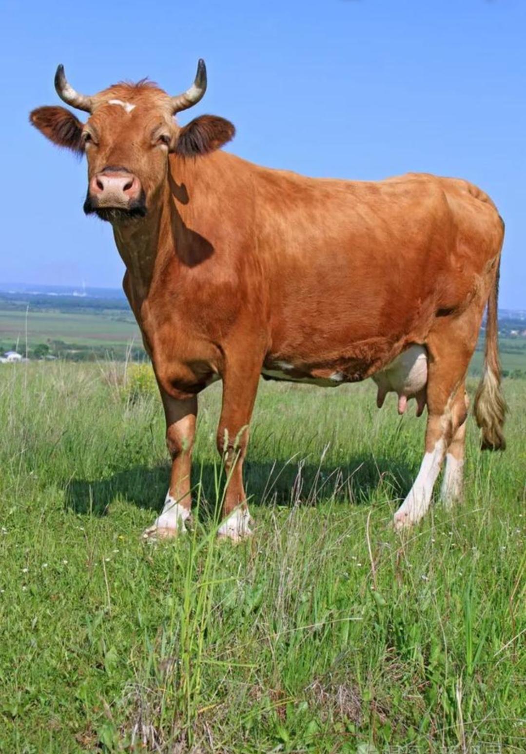 进口牛肉和国产牛肉的区别在哪里？
进口牛肉和国产牛肉区别还挺大。就说做牛排，餐饮