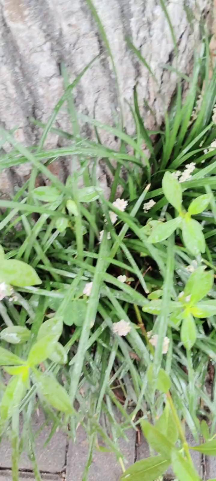 视频小草开花了，拍一个打视频的小草开花了，开了白花，小草开了白花，香草开花了。
