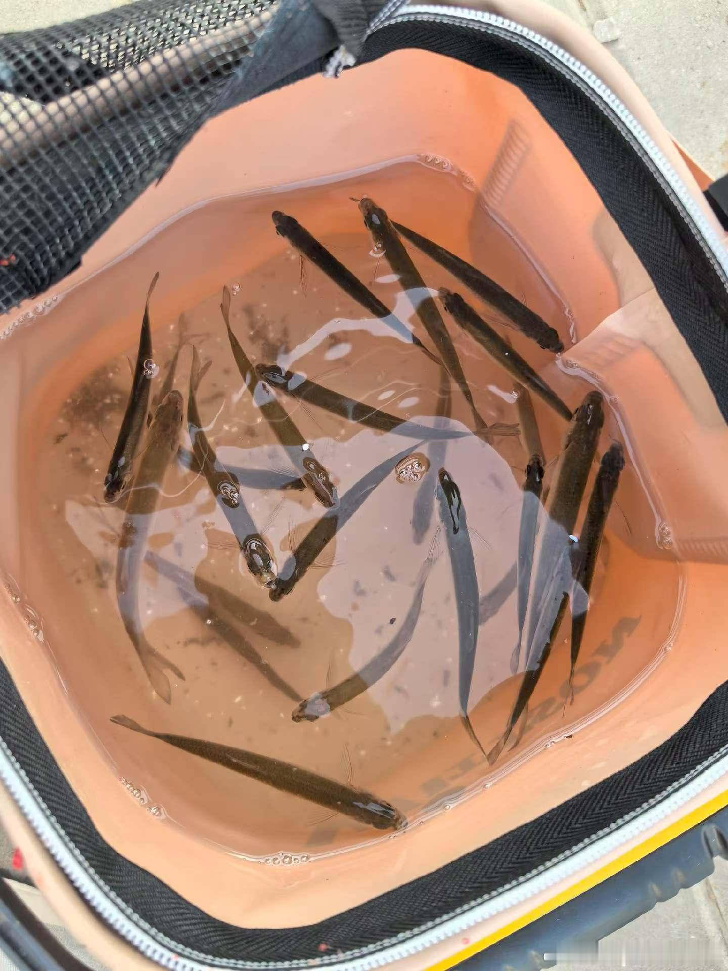 周末就这样结束了，真快啊 ，没钓到一条大鱼，夏天再来钓 