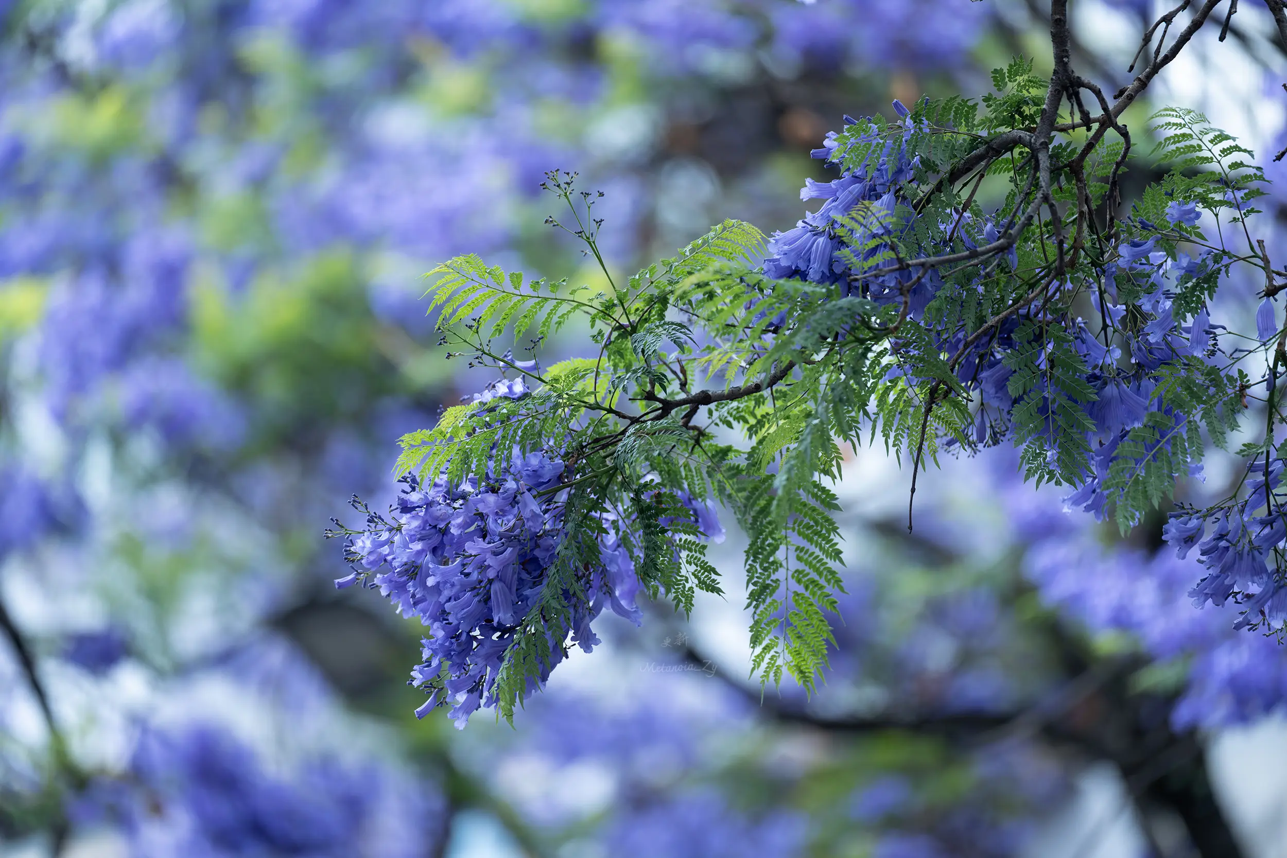 蓝花楹。