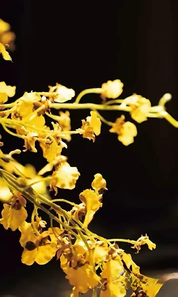 落花有意，流水无情，潮到空城头尽白。离歌一曲怨残阳。