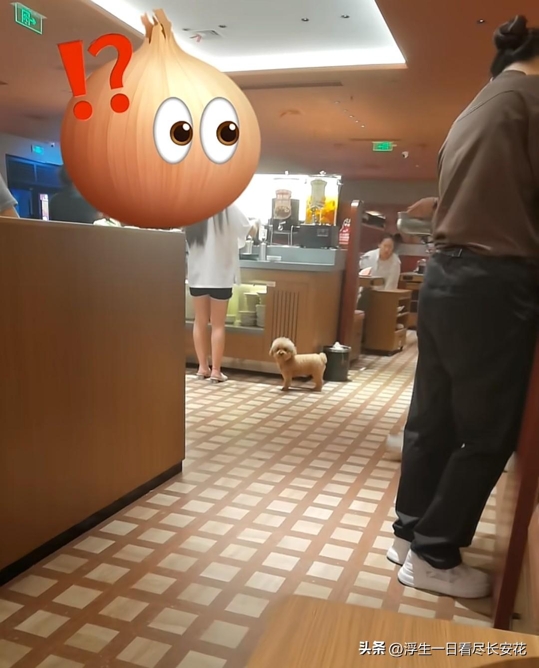 这是河南商丘中央广场一家自助餐厅里的一幕，可能大家觉得这条泰迪又乖又可爱的，但有